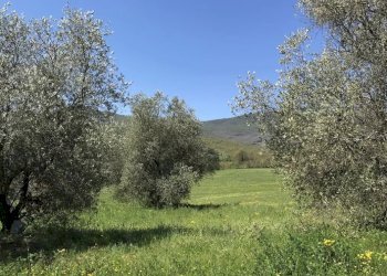 Casale Avigliano Umbro - photo 14