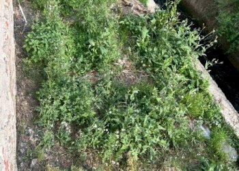 Magazzino Porte - foto 9