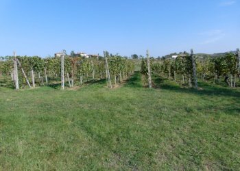 Casa indipendente Asti - foto 15