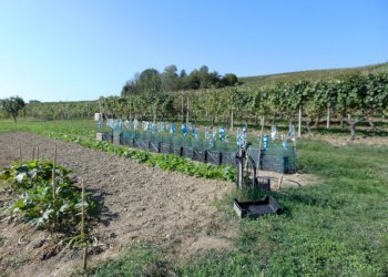 Casa indipendente Asti - foto 33