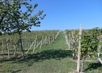 Casa indipendente Asti - foto 34