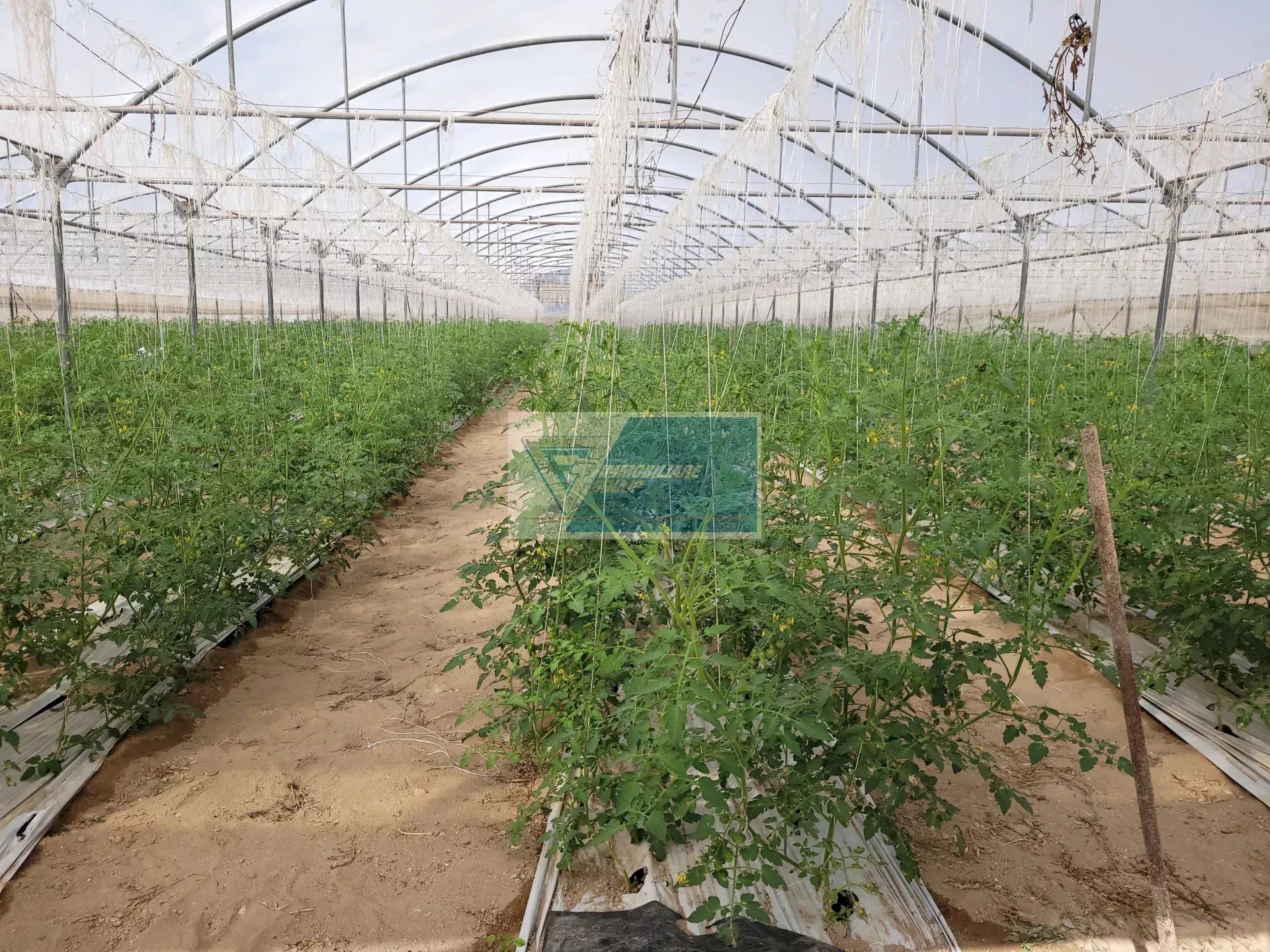 Azienda agricola CONTRADA GRANELLI, Pachino - foto 1