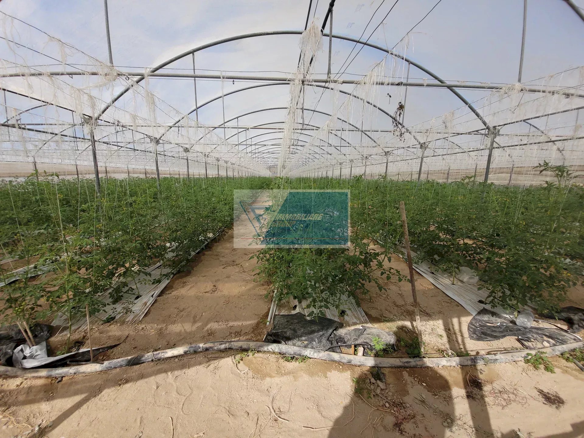 Azienda agricola CONTRADA GRANELLI, Pachino - foto 2