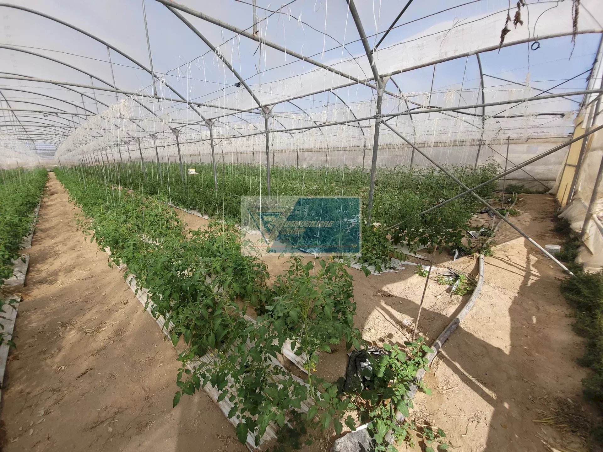 Azienda agricola CONTRADA GRANELLI, Pachino - foto 3