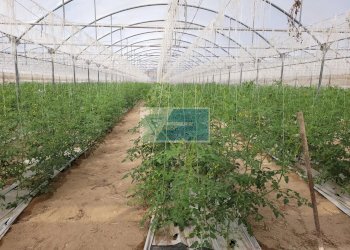 Azienda agricola CONTRADA GRANELLI, Pachino - foto 1