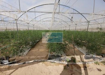 Azienda agricola CONTRADA GRANELLI, Pachino - foto 2