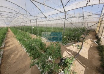 Azienda agricola CONTRADA GRANELLI, Pachino - foto 3