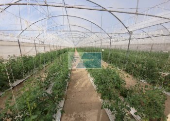 Azienda agricola CONTRADA GRANELLI, Pachino - foto 4