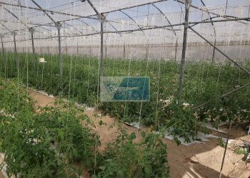 Azienda agricola CONTRADA GRANELLI, Pachino - foto 6