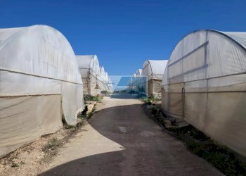 Azienda agricola CONTRADA GRANELLI, Pachino - foto 9