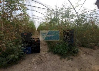 Azienda agricola CONTRADA GRANELLI, Pachino - foto 11