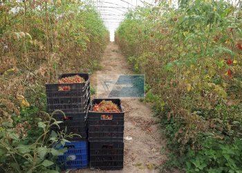 Azienda agricola CONTRADA GRANELLI, Pachino - foto 12