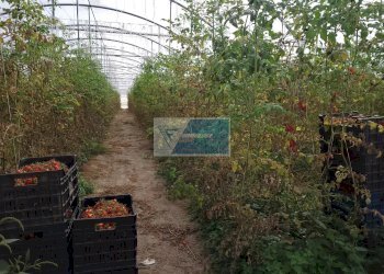 Azienda agricola CONTRADA GRANELLI, Pachino - foto 13