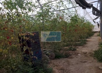 Azienda agricola CONTRADA GRANELLI, Pachino - foto 14