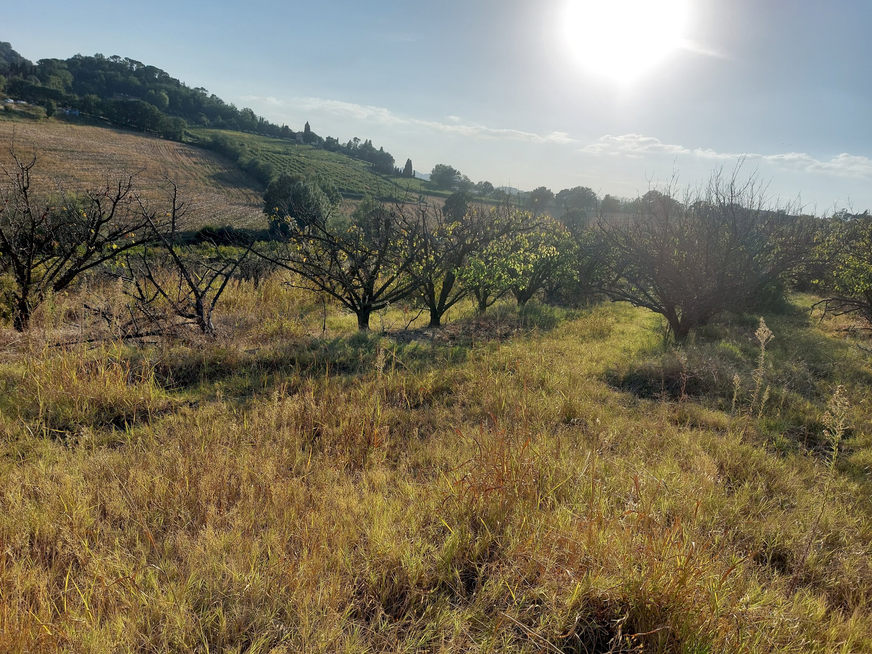 Prato Castel Bolognese - foto 3