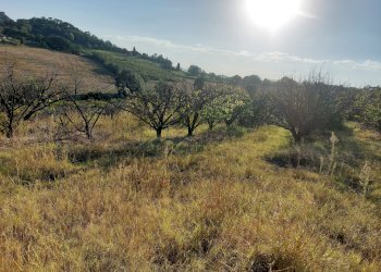 Prato Castel Bolognese - foto 3