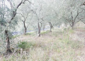 Casa indipendente Apricale - foto 6