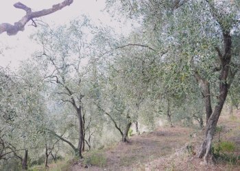 Casa indipendente Apricale - foto 22