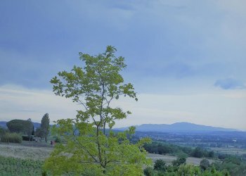 Villa Montelupo Fiorentino - foto 3