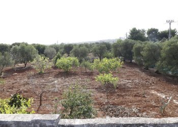 _MG_1903.jpg - Rustico Contrada Tamburroni, Ostuni - foto 18