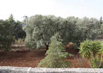 _MG_1904.jpg - Rustico Contrada Tamburroni, Ostuni - foto 19