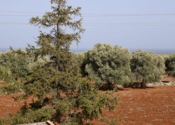 _MG_1907.jpg - Rustico Contrada Tamburroni, Ostuni - foto 20
