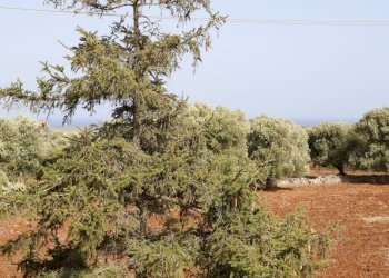 _MG_1911.jpg - Rustico Contrada Tamburroni, Ostuni - foto 21