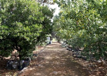 _MG_1913.jpg - Rustico Contrada Tamburroni, Ostuni - foto 22