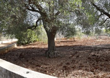 _MG_1915.jpg - Rustico Contrada Tamburroni, Ostuni - foto 23