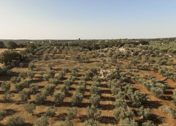 431.jpg - Rustico Contrada Tamburroni, Ostuni - foto 25