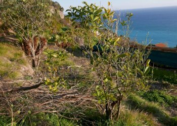 Terreno agricolo VENTIMIGLIA VILLE, Ventimiglia - foto 12