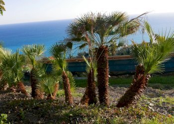 Terreno agricolo VENTIMIGLIA VILLE, Ventimiglia - foto 14