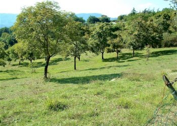 DSCF0008.JPG - Terreno agricolo Via Nazionale, Barberino di Mugello - foto 3