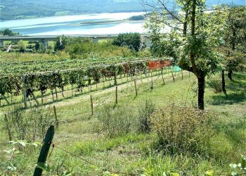 DSCF0002.JPG - Terreno agricolo Via Nazionale, Barberino di Mugello - foto 4