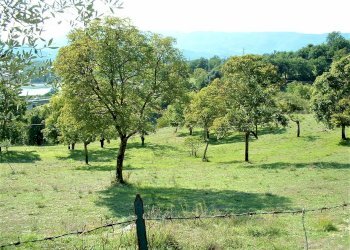 DSCF0004.JPG - Terreno agricolo Via Nazionale, Barberino di Mugello - foto 1