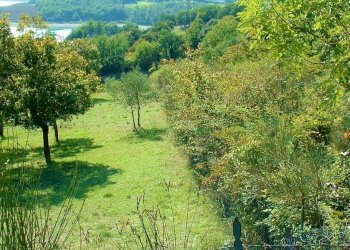DSCF0005.JPG - Terreno agricolo Via Nazionale, Barberino di Mugello - foto 5