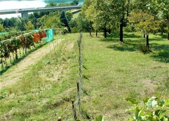 DSCF0001.JPG - Terreno agricolo Via Nazionale, Barberino di Mugello - foto 6