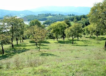 DSCF0003.JPG - Terreno agricolo Via Nazionale, Barberino di Mugello - foto 7