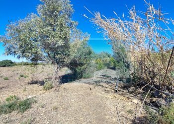 Terreno agricolo Contrada Fegotto, Siracusa - foto 17