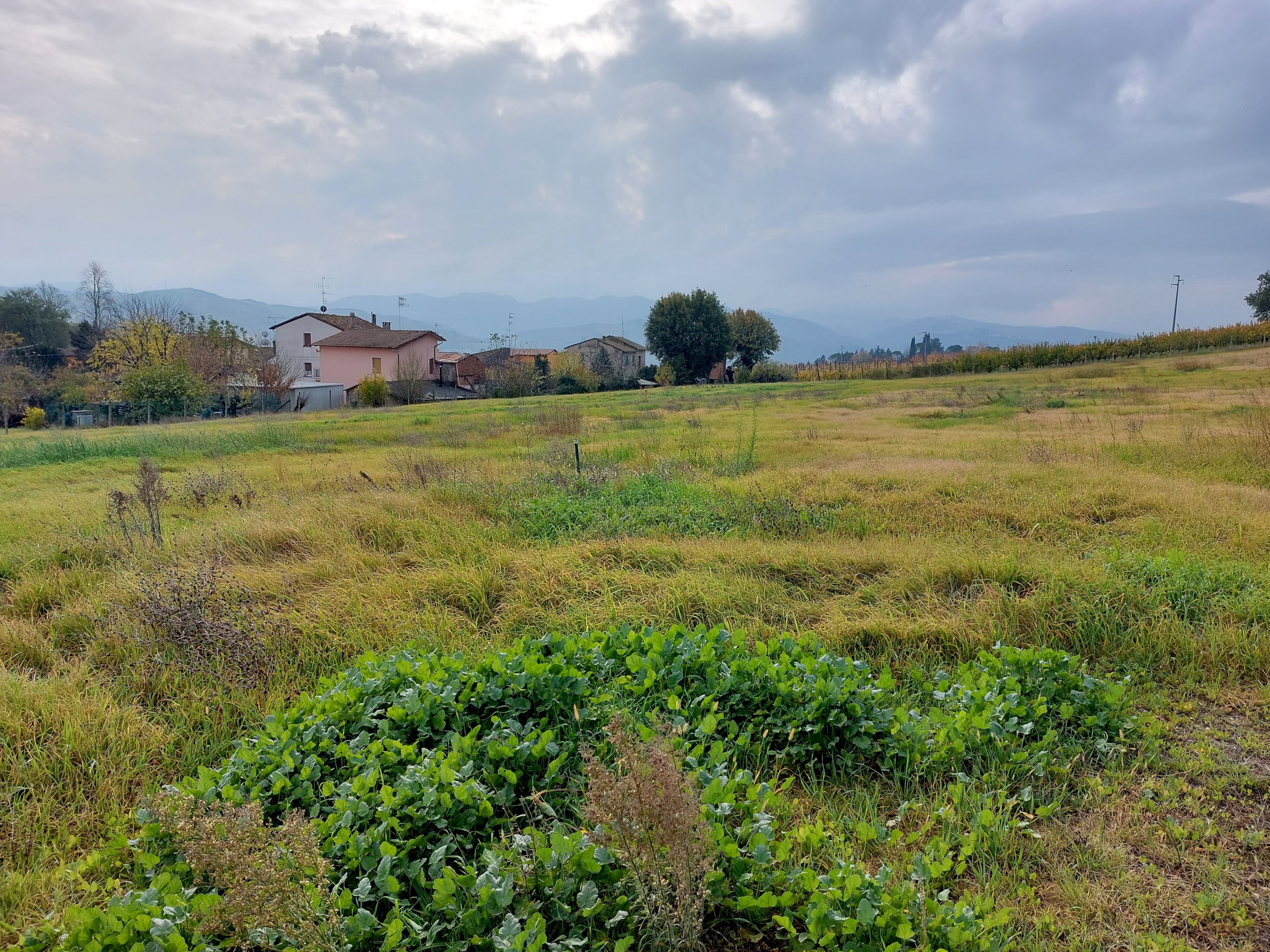 terreno - Terreno agricolo frazione Ponticelli, Imola - foto 3