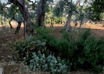 Villetta Bari - foto 18