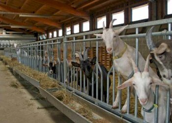 Farm Alessandria - photo 4