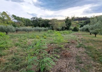 Terreno agricolo Pescara - foto 7