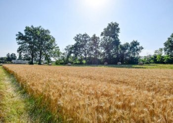 Terreno agricolo Pino Torinese - foto 7