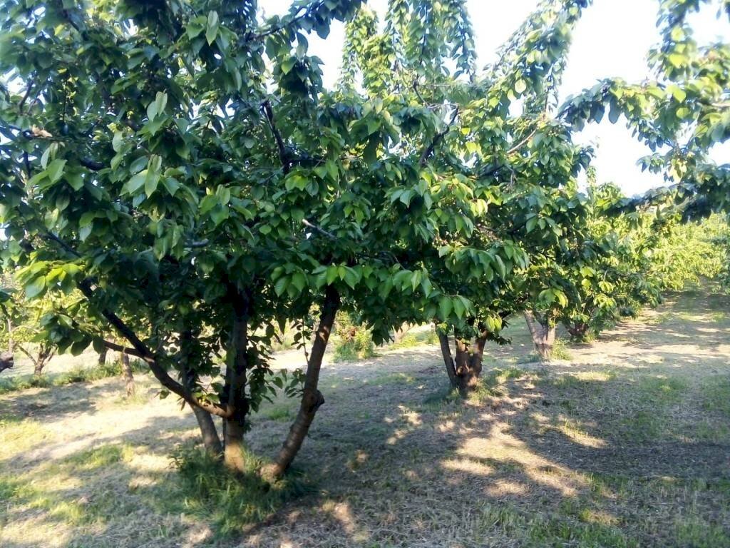 Warehouse via Merlano, Valsamoggia (neighborhood San Damaso) - photo 3