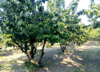 Warehouse via Merlano, Valsamoggia (neighborhood San Damaso) - photo 3