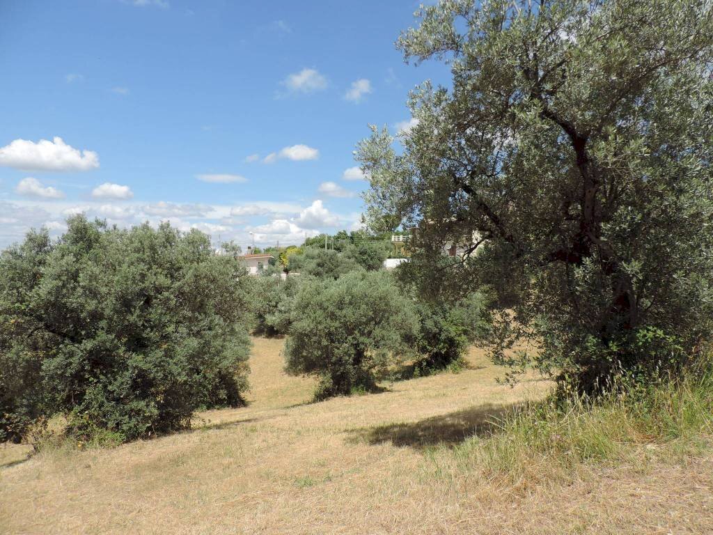 terreno - Terreno agricolo via Cagliari, Fara in Sabina - foto 2