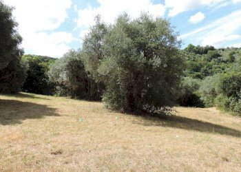 terreno - Terreno agricolo via Cagliari, Fara in Sabina - foto 5