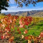 Terreno agricolo Canelli - foto 1