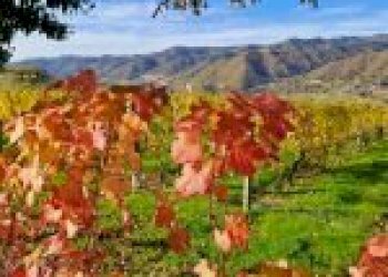 Agricultural land Canelli - photo 1